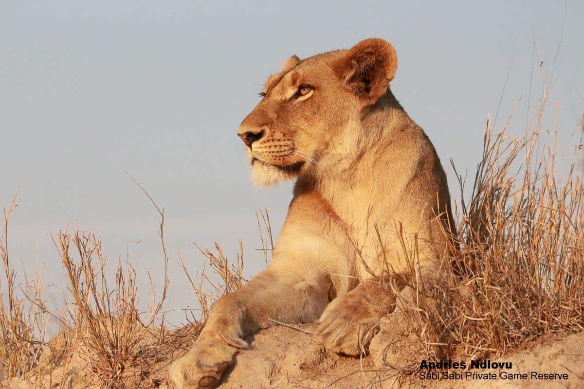 37andries Ndlovu Lioness SP 081119 3 Final