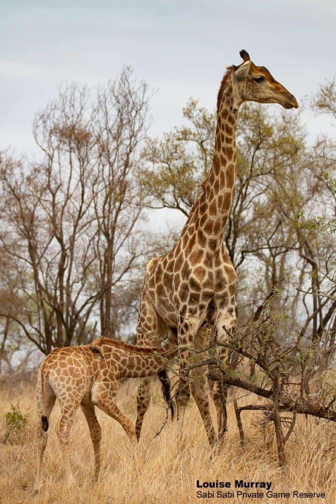 39Louise Murray Giraffe 23102019 Final 39Louise Murray Giraffe 23102019 Final