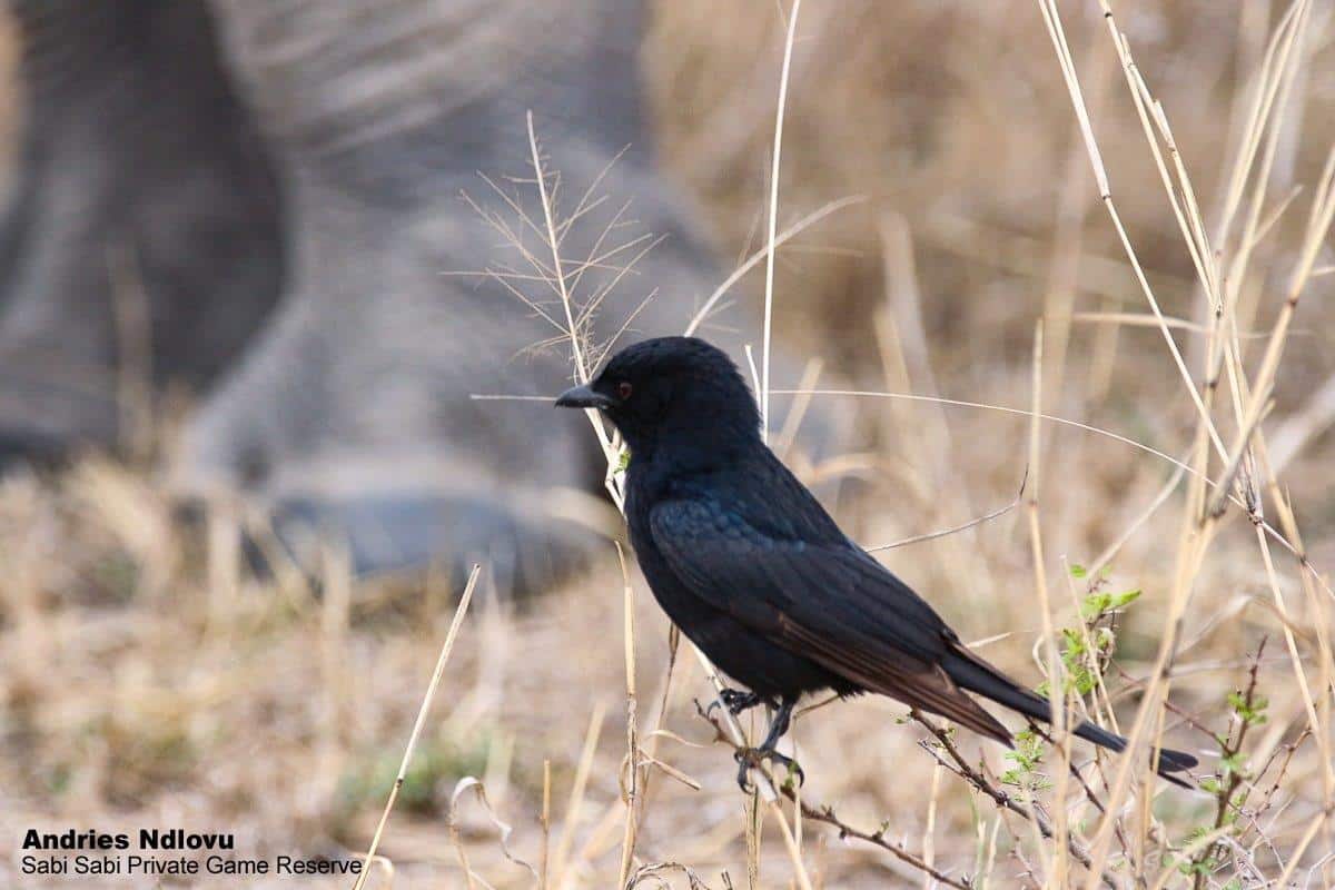 39andries Ndlovu Fork Tailed Drongo 081119 Copy Final 39andries Ndlovu Fork Tailed Drongo 081119 Copy Final