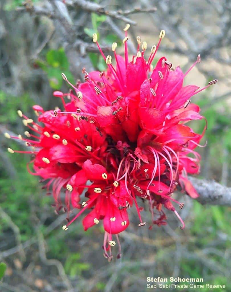 40Stefan Schoeman Dwarf Boerbean Flower Final 40Stefan Schoeman Dwarf Boerbean Flower Final
