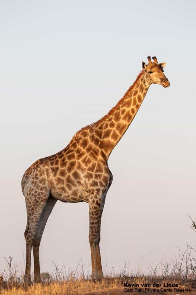 41Kevin Van Der Linde Giraffe 19102019 Final 41Kevin Van Der Linde Giraffe 19102019 Final
