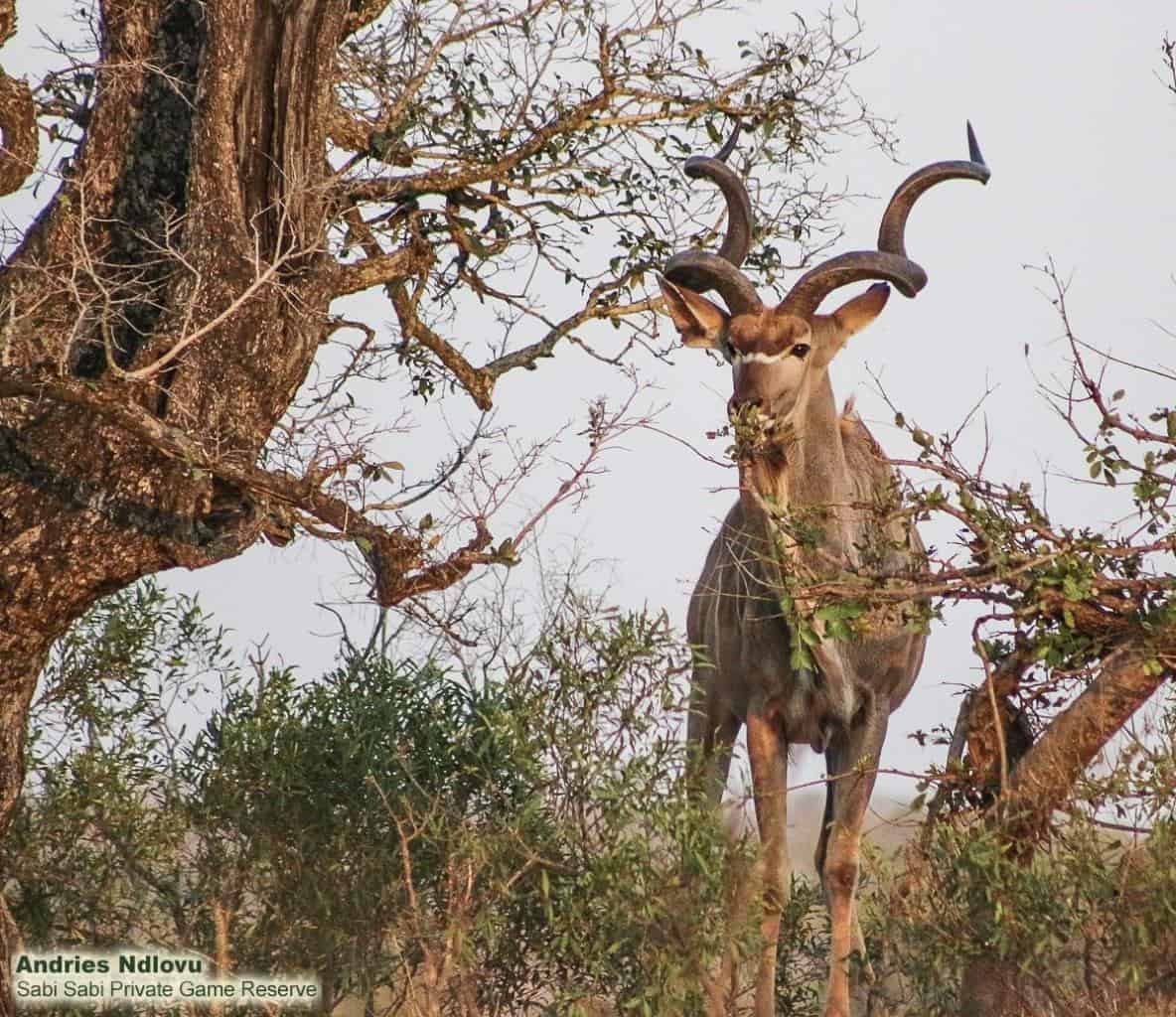 54Andries Ndlovu 031119 Kudu Final 54Andries Ndlovu 031119 Kudu Final