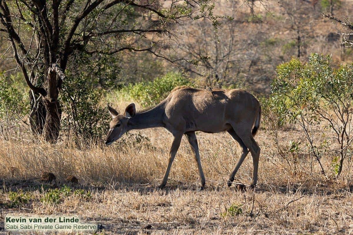 55Kevin Van Der Linde Kudu 17102019 Final 55Kevin Van Der Linde Kudu 17102019 Final