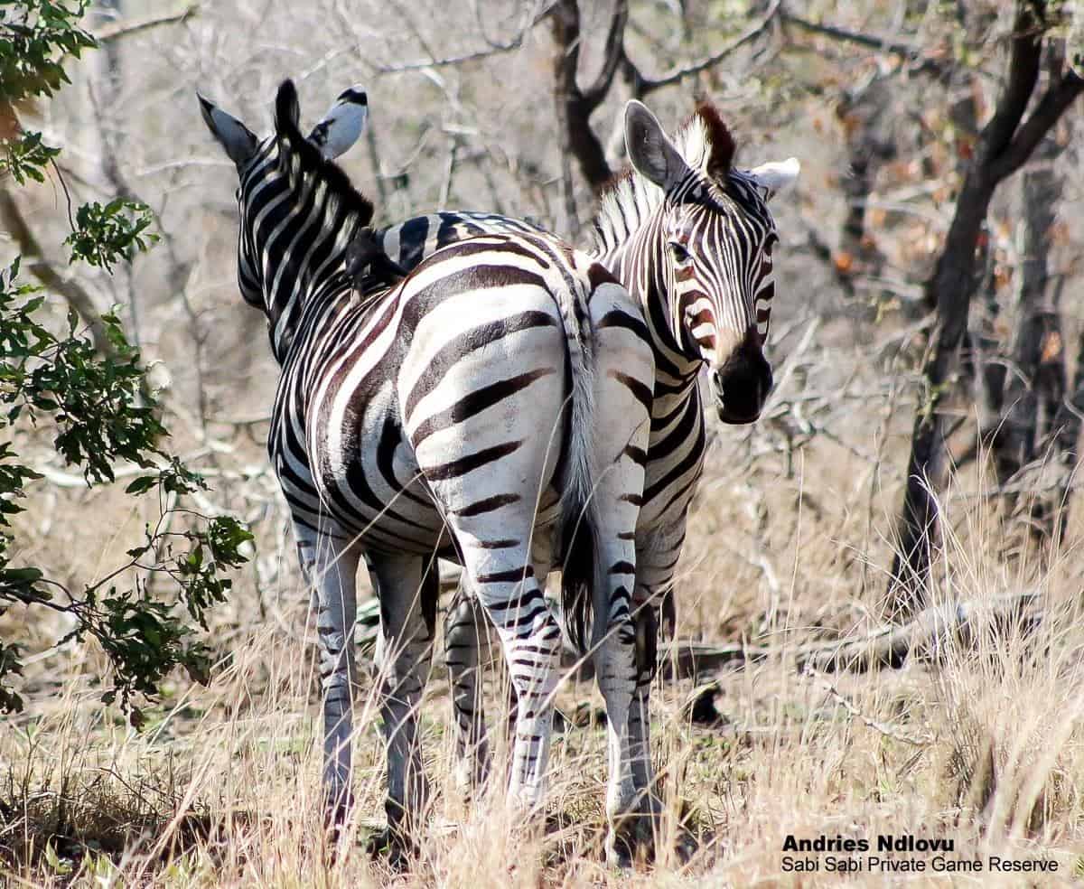 56andries Ndlovu Zebra 031119 Final 56andries Ndlovu Zebra 031119 Final