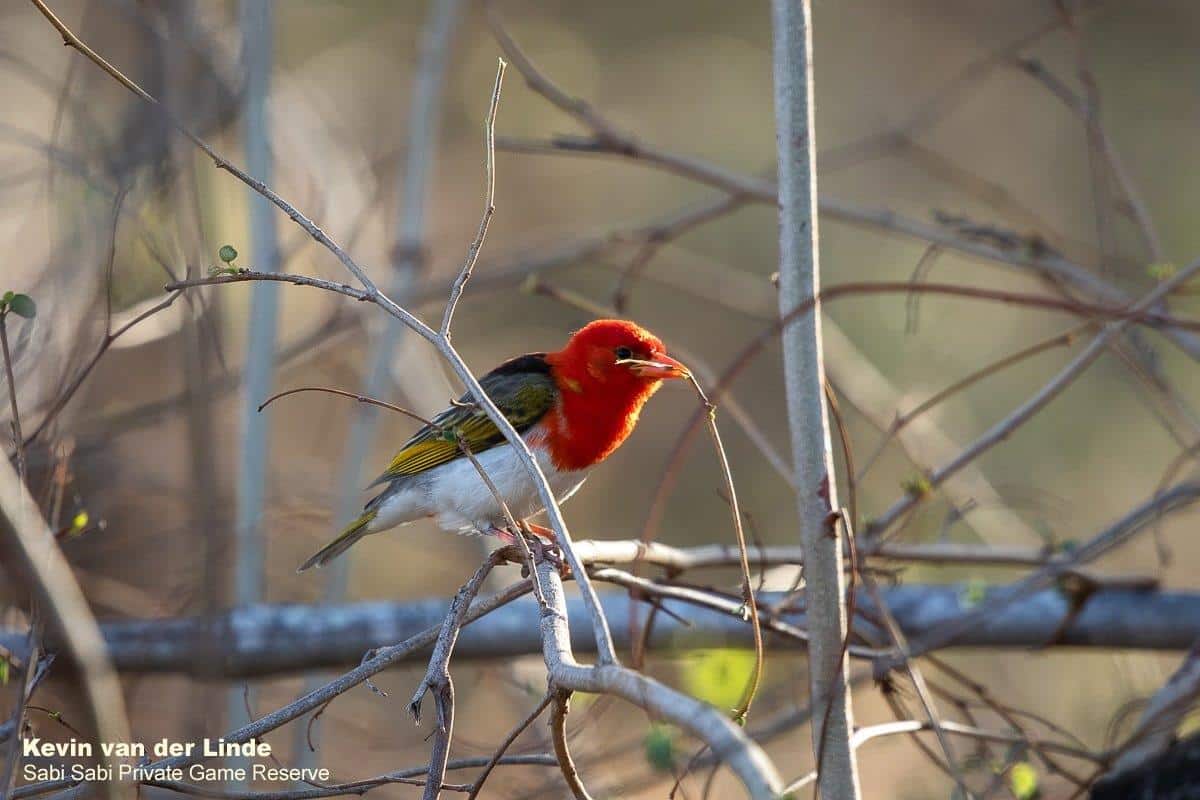 57Kevin Van Der Linde Red Headed Weaver 18102019 2 Final 57Kevin Van Der Linde Red Headed Weaver 18102019 2 Final