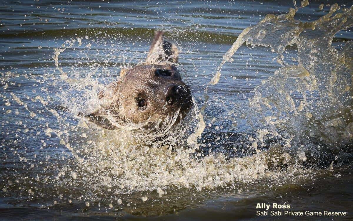 02Ally Ross 20191130 Hyena 01 Final 02Ally Ross 20191130 Hyena 01 Final