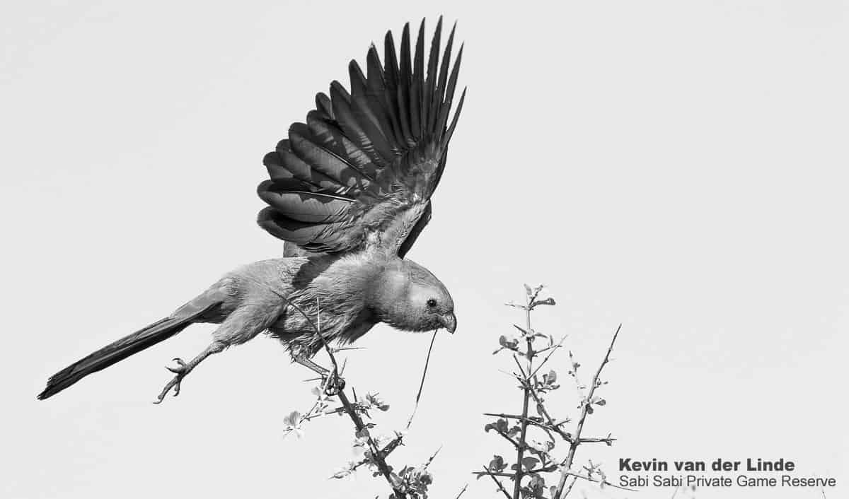 09Kevin Van Der Linde Grey Go Away Bird 19102019 Final 09Kevin Van Der Linde Grey Go Away Bird 19102019 Final