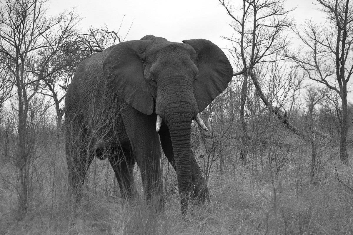 17Ronald Mutero Elephant 22102019 Final 17Ronald Mutero Elephant 22102019 Final