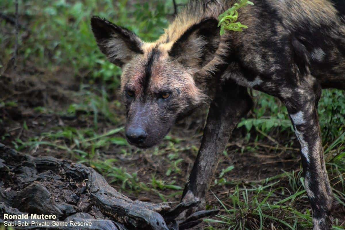 28Ronald Mutero Wildogs 08122019 4 Final