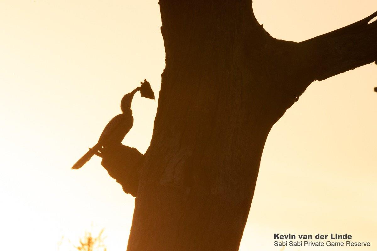 32Kevin Van Der Linde Red Billed Hornbil 30112019 Final 32Kevin Van Der Linde Red Billed Hornbil 30112019 Final