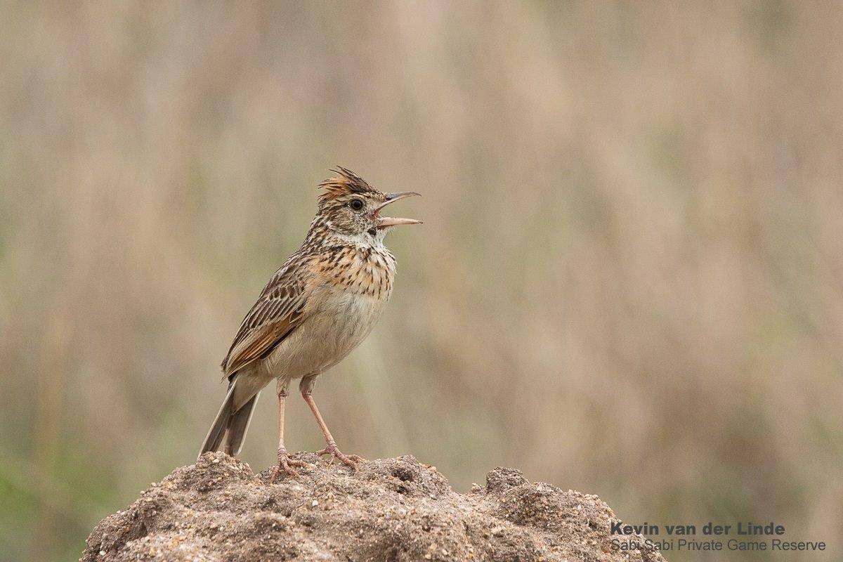 34Kevin Van Der Linde Rufous Naped Lark 27112019 Final 34Kevin Van Der Linde Rufous Naped Lark 27112019 Final