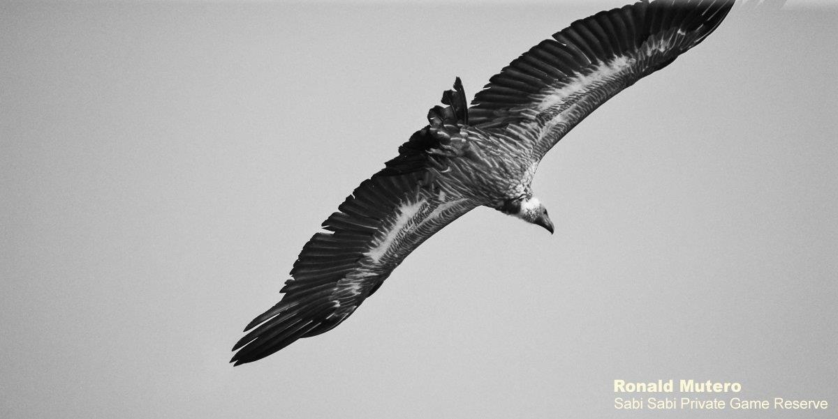 43Ronald Mutero White Backed Vulture 10112019 10 Final 43Ronald Mutero White Backed Vulture 10112019 10 Final