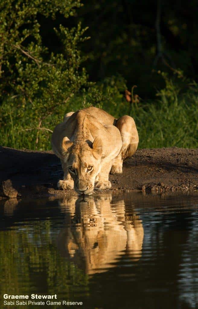 45Greme Stewart Lioness Drinking 20191226 Final