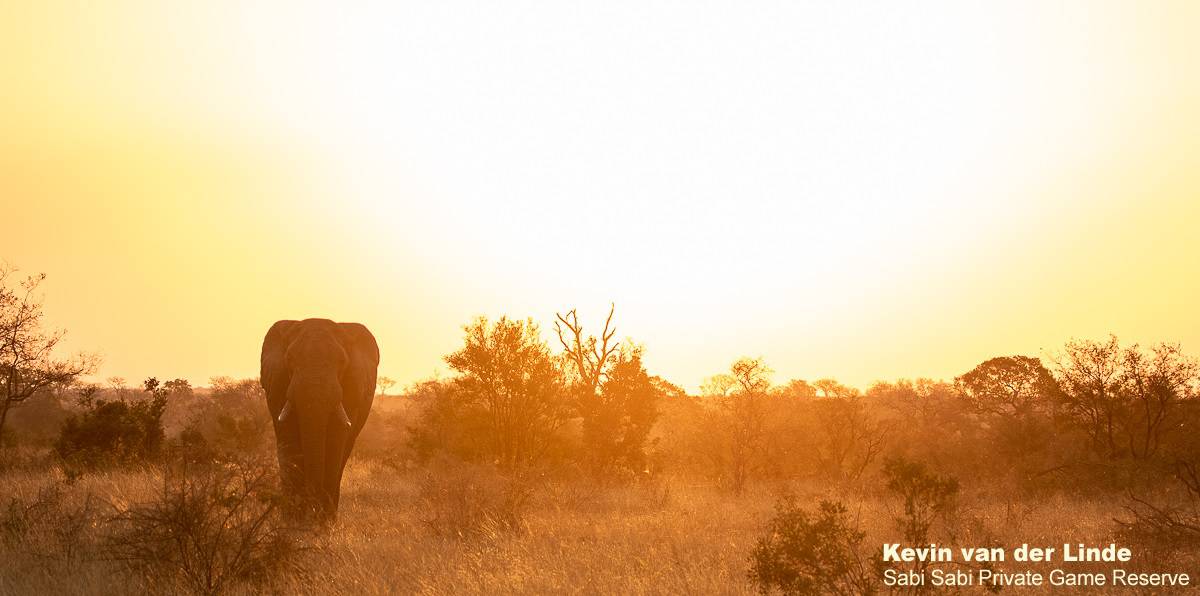 01Kevin Van Der Linde Elephant 05082019 Final 01Kevin Van Der Linde Elephant 05082019 Final