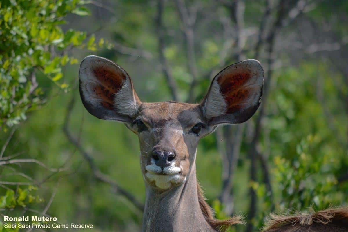 02Ronald Mutero Kudu 10012020 15 Final