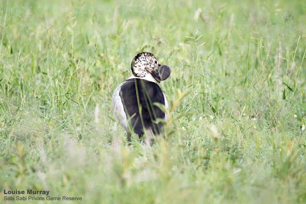 05Louise Murray Knob Billed Duck 12012020 Final 05Louise Murray Knob Billed Duck 12012020 Final
