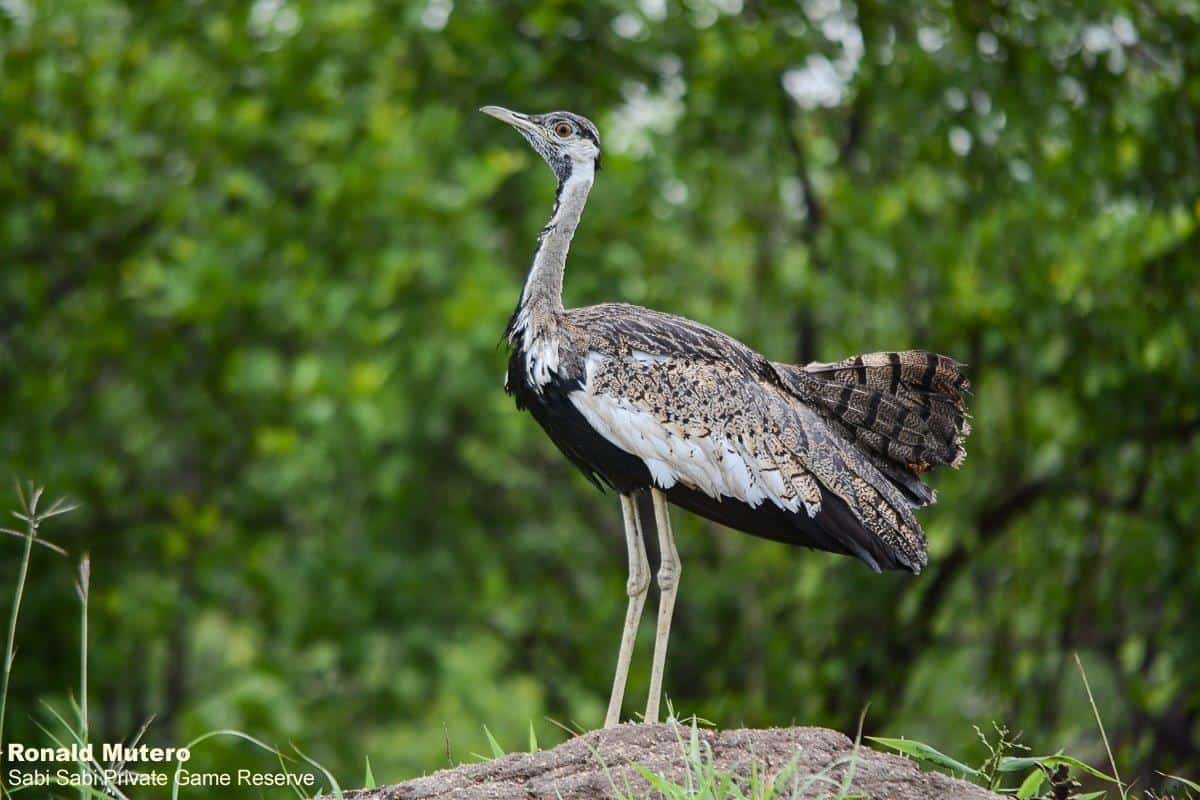 06Ronald Mutero Black Bellied Bustard 10012020 5 Final 06Ronald Mutero Black Bellied Bustard 10012020 5 Final