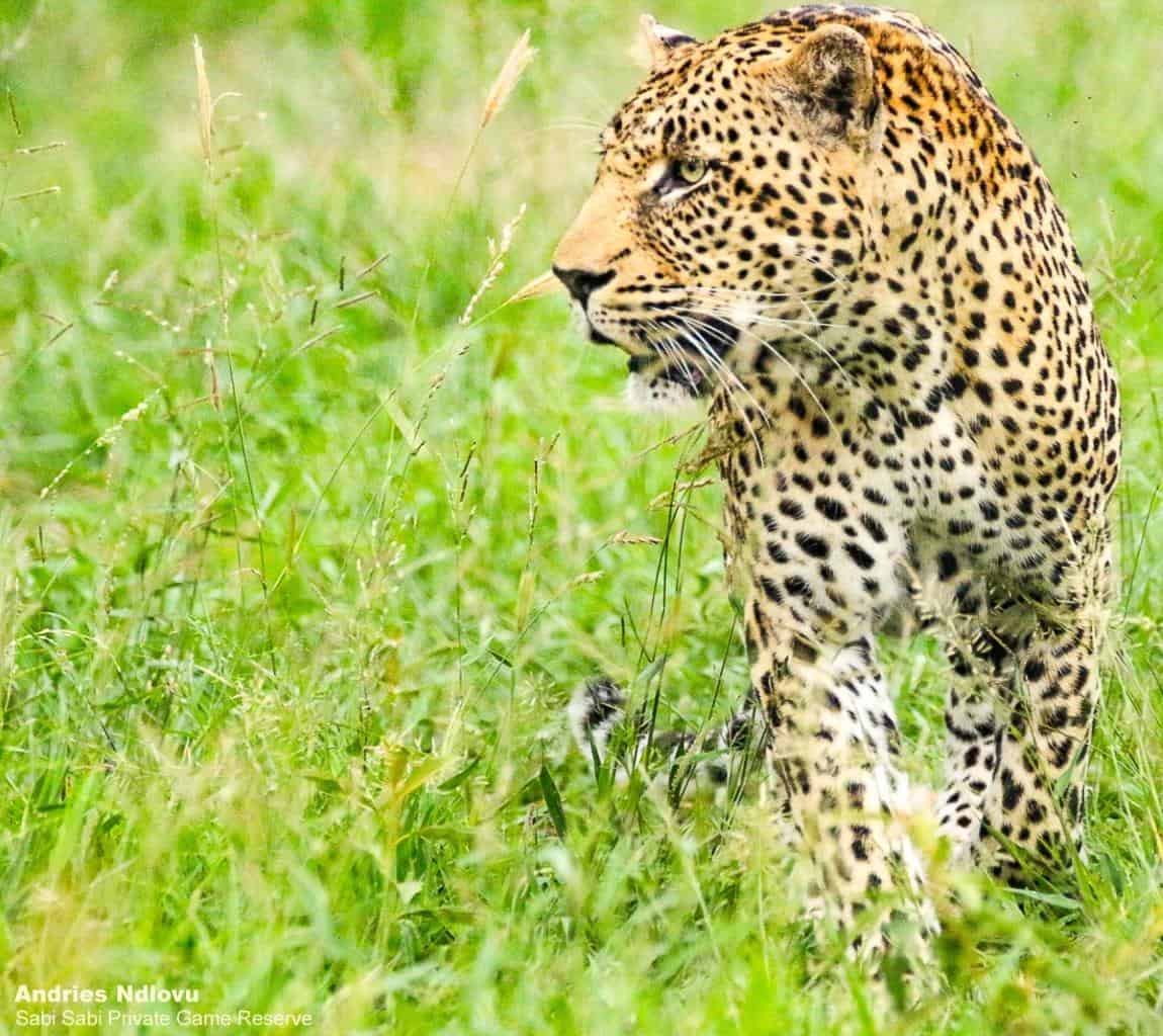 A Week in the Bush Vol. 294 | Sabi Sabi A Week in the Bush Vol. 294 | Sabi Sabi