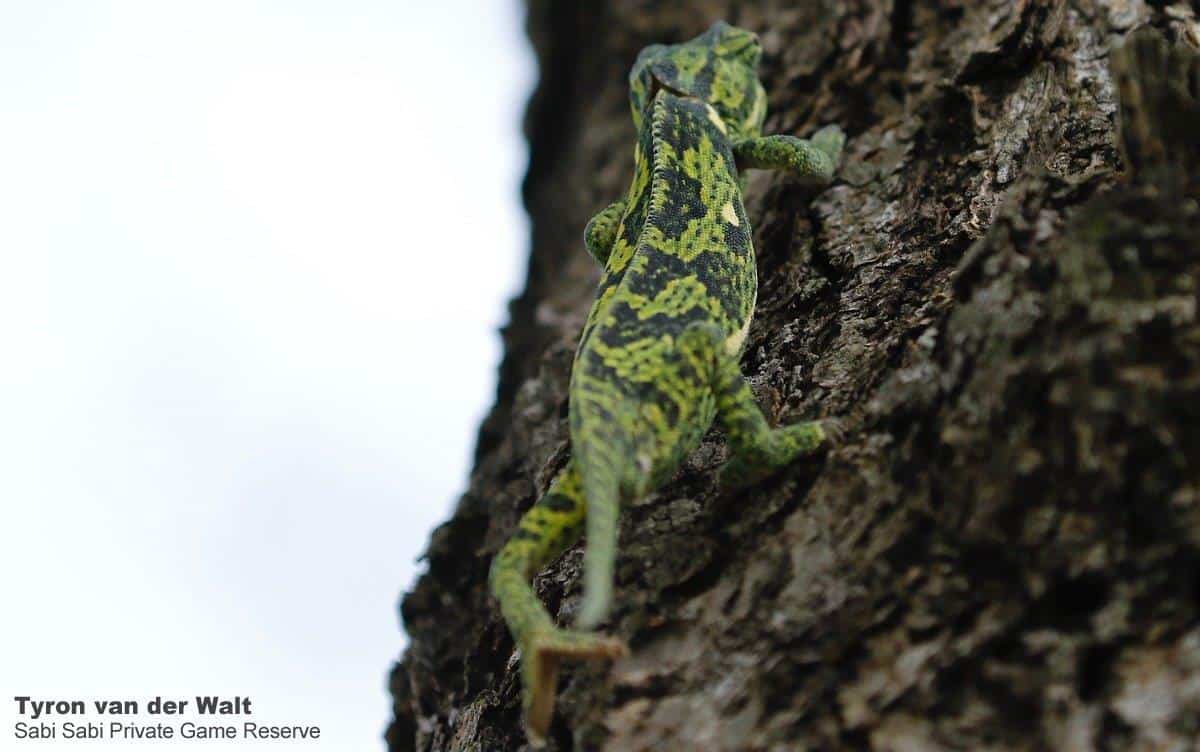 13Tyron Van Der Walt Flap Necked Chameleon Final 13Tyron Van Der Walt Flap Necked Chameleon Final