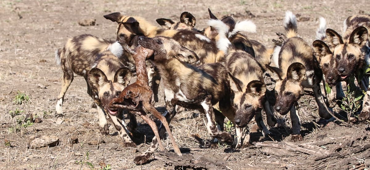 13andries Ndlovu Wild Dogs 151119 8