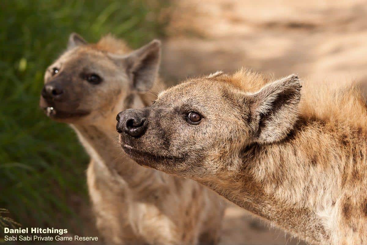 14Daniel Hitchings Hyaena Seq 19012020 High Res Final 14Daniel Hitchings Hyaena Seq 19012020 High Res Final