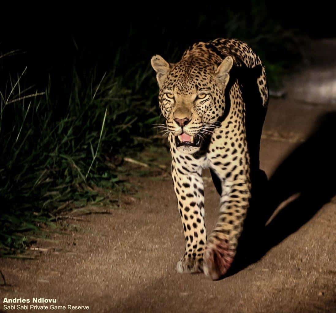 14andries Ndlovu Leopard White Dam Male 25.1.20 1 Final 14andries Ndlovu Leopard White Dam Male 25.1.20 1 Final