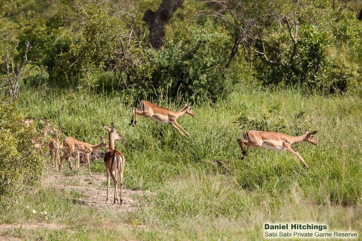17Daniel Hitchings Impalas On The Jump Seq 17012020 High Res 3 Final 17Daniel Hitchings Impalas On The Jump Seq 17012020 High Res 3 Final