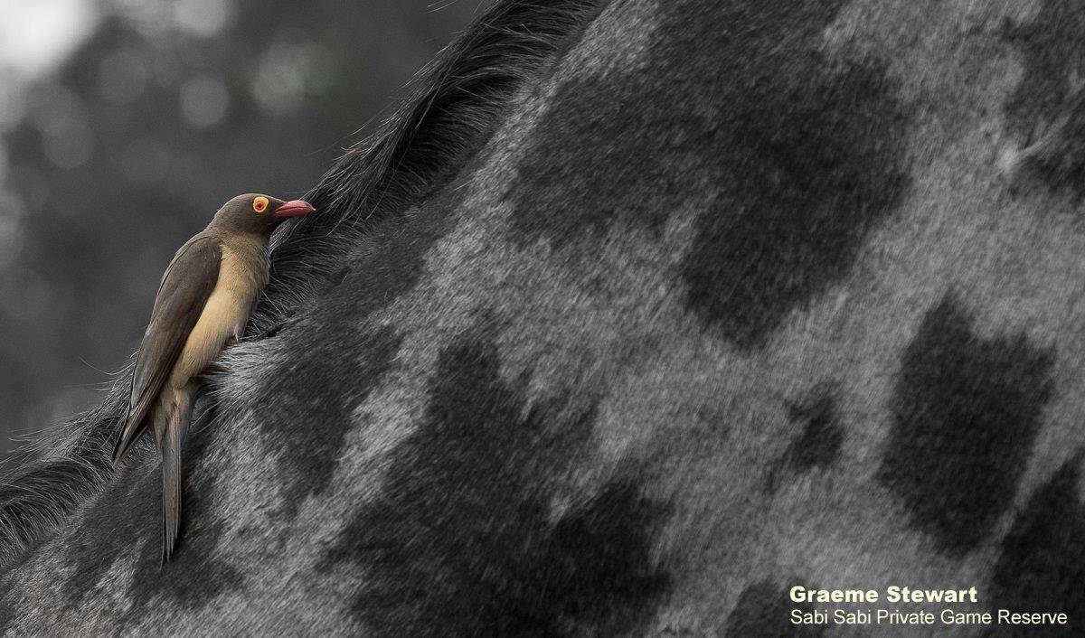 28Graeme Stewart Red Billed Oxpecker 240120 Final 28Graeme Stewart Red Billed Oxpecker 240120 Final