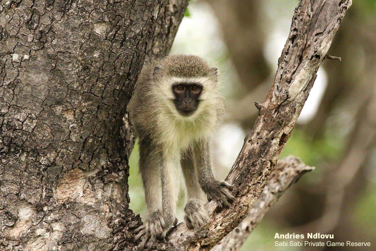 36andries Ndlovu Vervet Monkey 23.1.20HR 2 Final 36andries Ndlovu Vervet Monkey 23.1.20HR 2 Final