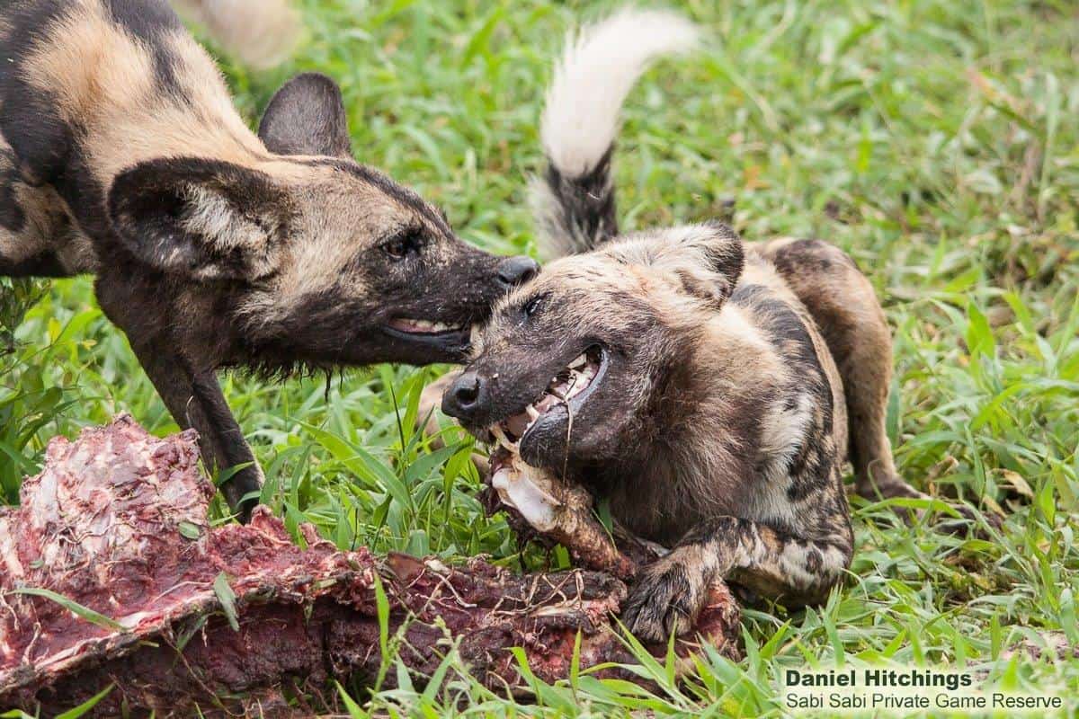 37Daniel Hitchings Wild Dogs And Kill 14012020 Final 37Daniel Hitchings Wild Dogs And Kill 14012020 Final