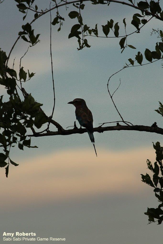 47Amy Roberts Lilac Breasted Roller 060120 Final 47Amy Roberts Lilac Breasted Roller 060120 Final