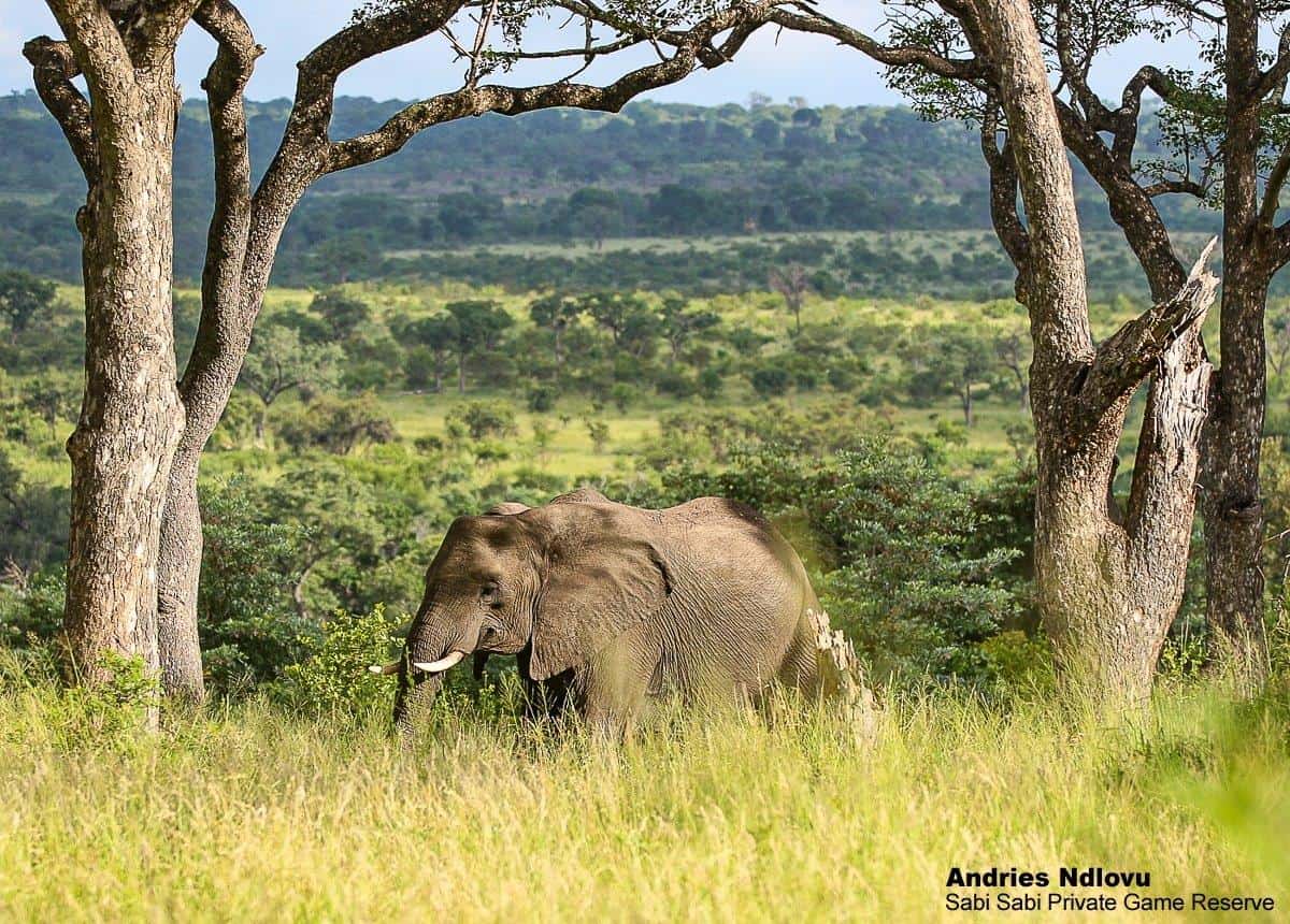 08andries Ndlovu Elephant 16.2.20 Final 08andries Ndlovu Elephant 16.2.20 Final