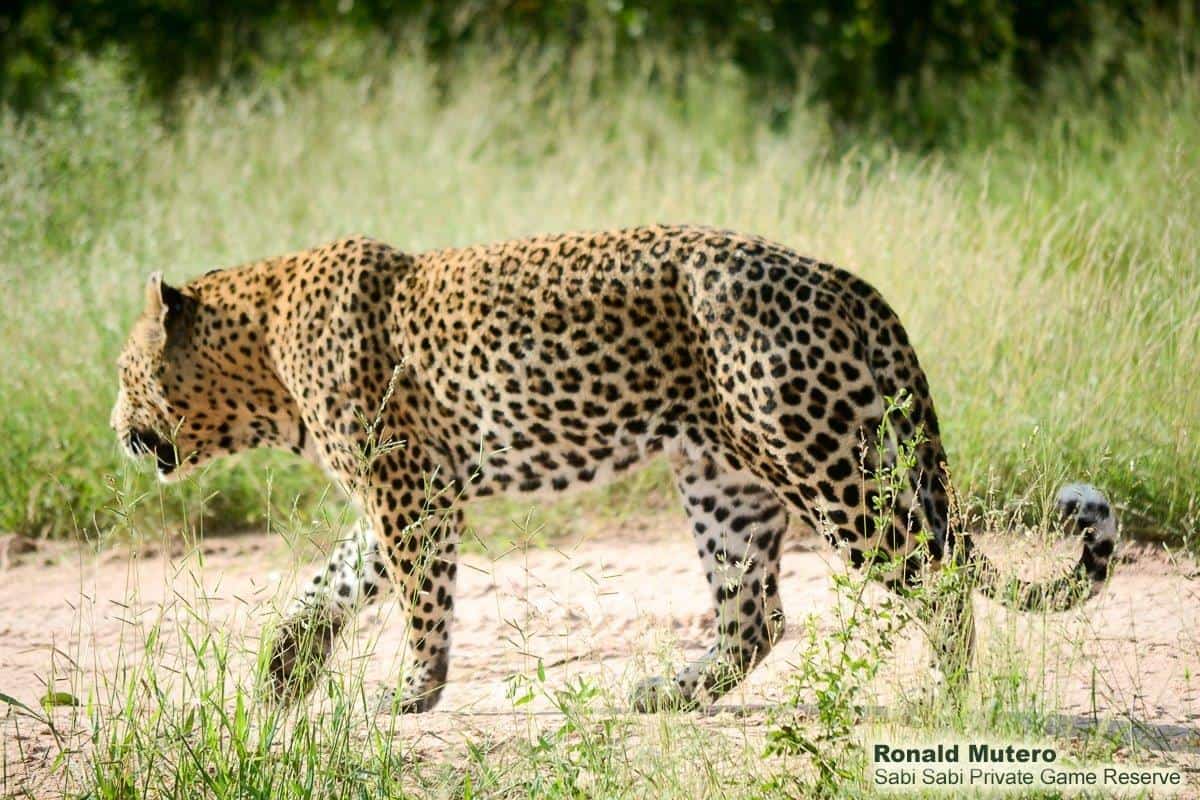 09Ronald Mutero Max 25022020  3 Final