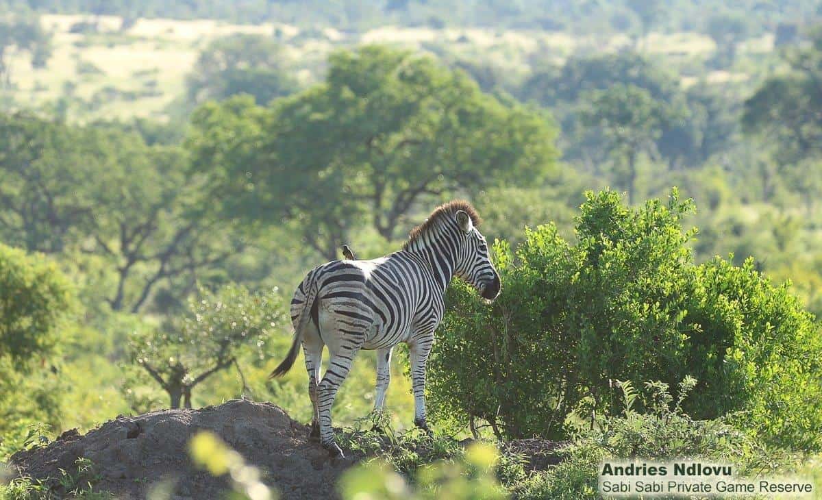 09andries Ndlovu Zebra 15.2.20 Final 09andries Ndlovu Zebra 15.2.20 Final