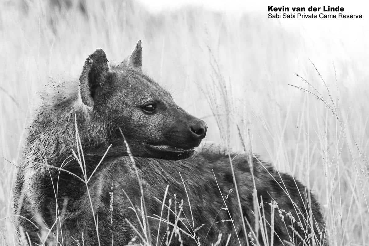 10Kevin Van Der Linde Hyena 15022020 Final 10Kevin Van Der Linde Hyena 15022020 Final