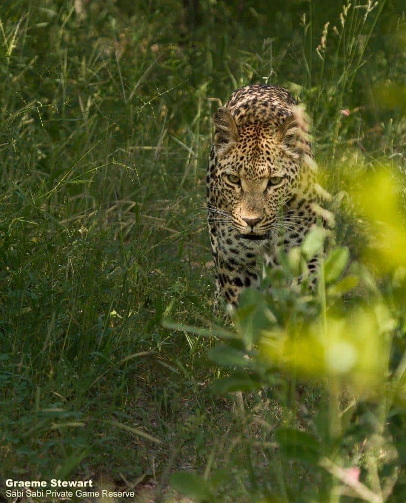 11Graeme Stewart Leopard 310120 Final 11Graeme Stewart Leopard 310120 Final