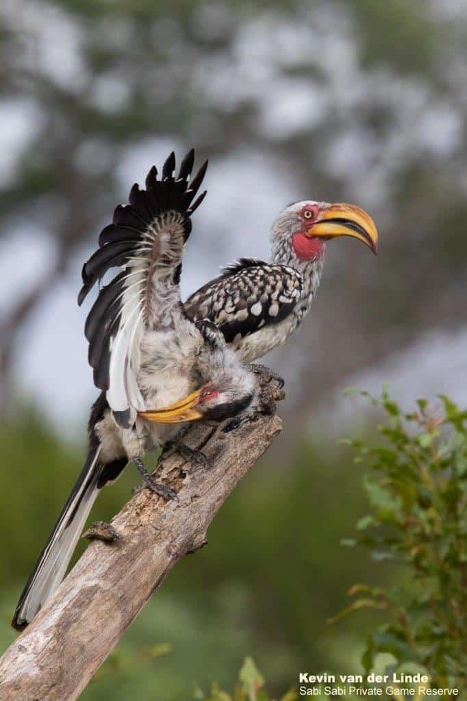 11Kevin Van Der Linde Southern Yellow Billed Hornbil 08022020 Final 11Kevin Van Der Linde Southern Yellow Billed Hornbil 08022020 Final