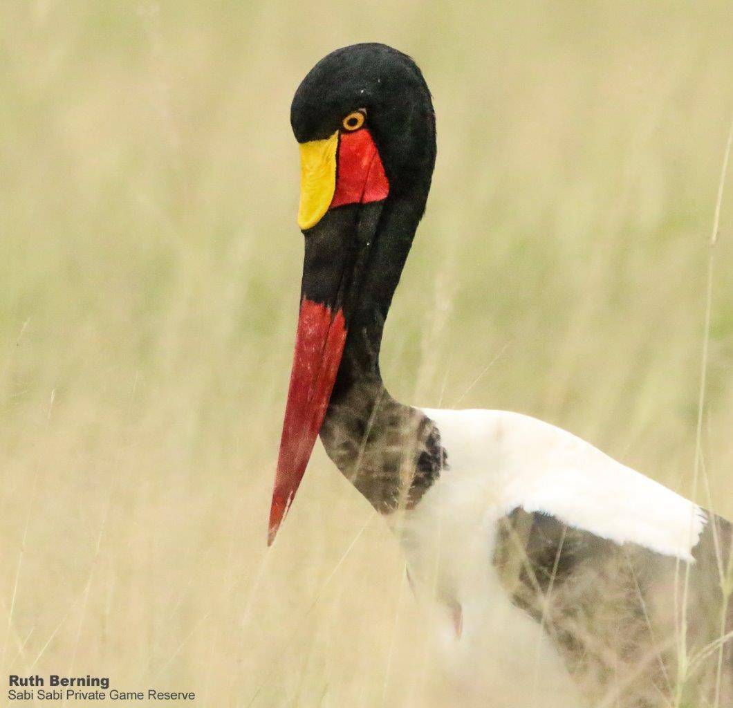 11Ruth Berning Sadle Billed Stork 17 02 2020  Final 11Ruth Berning Sadle Billed Stork 17 02 2020  Final