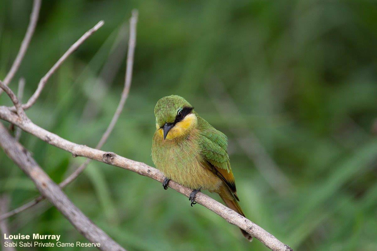 13Louise Murray Bee Eater 03012020 2 Final 13Louise Murray Bee Eater 03012020 2 Final