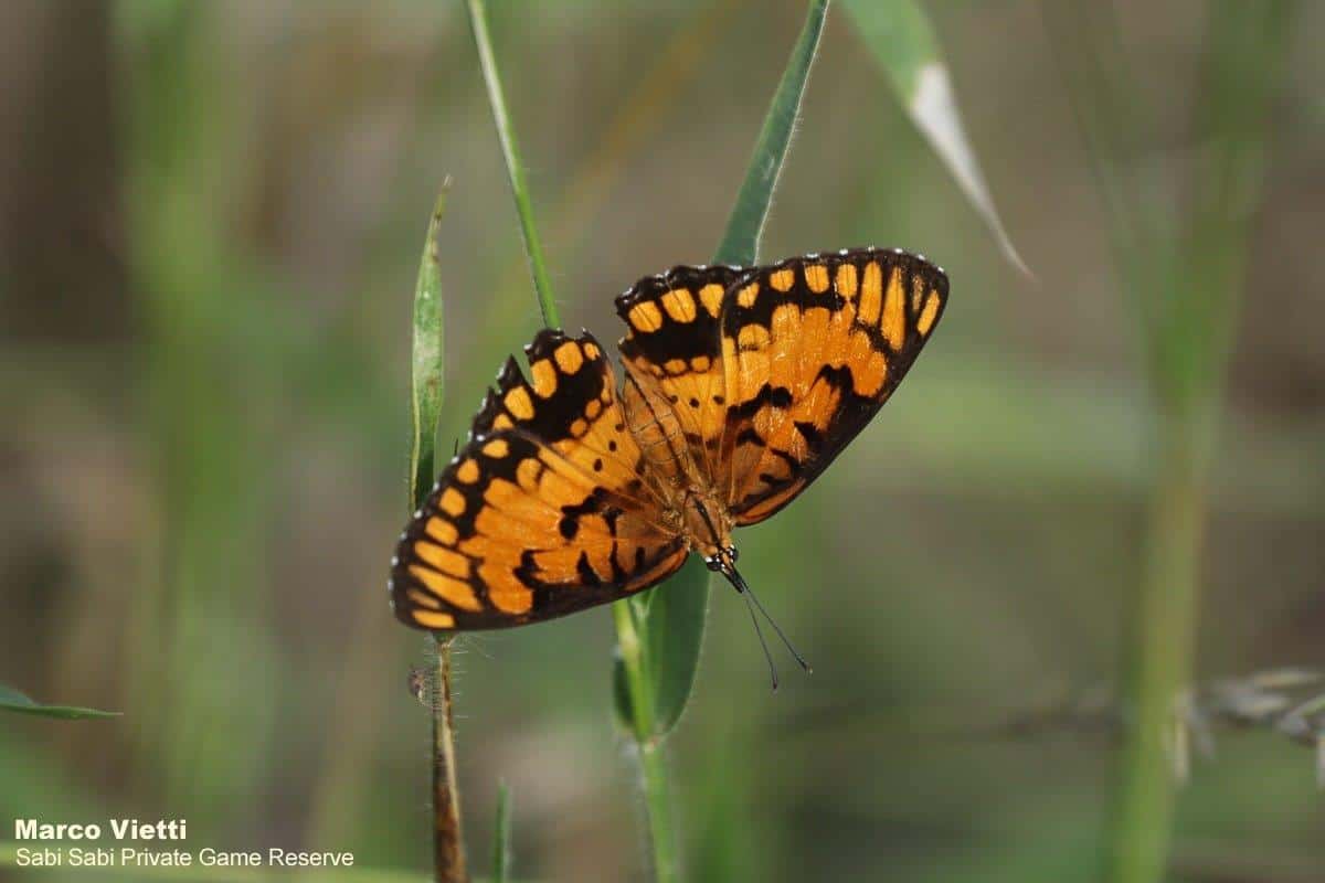 14Marco Vietti Spotted Joker 180220  Final 14Marco Vietti Spotted Joker 180220  Final