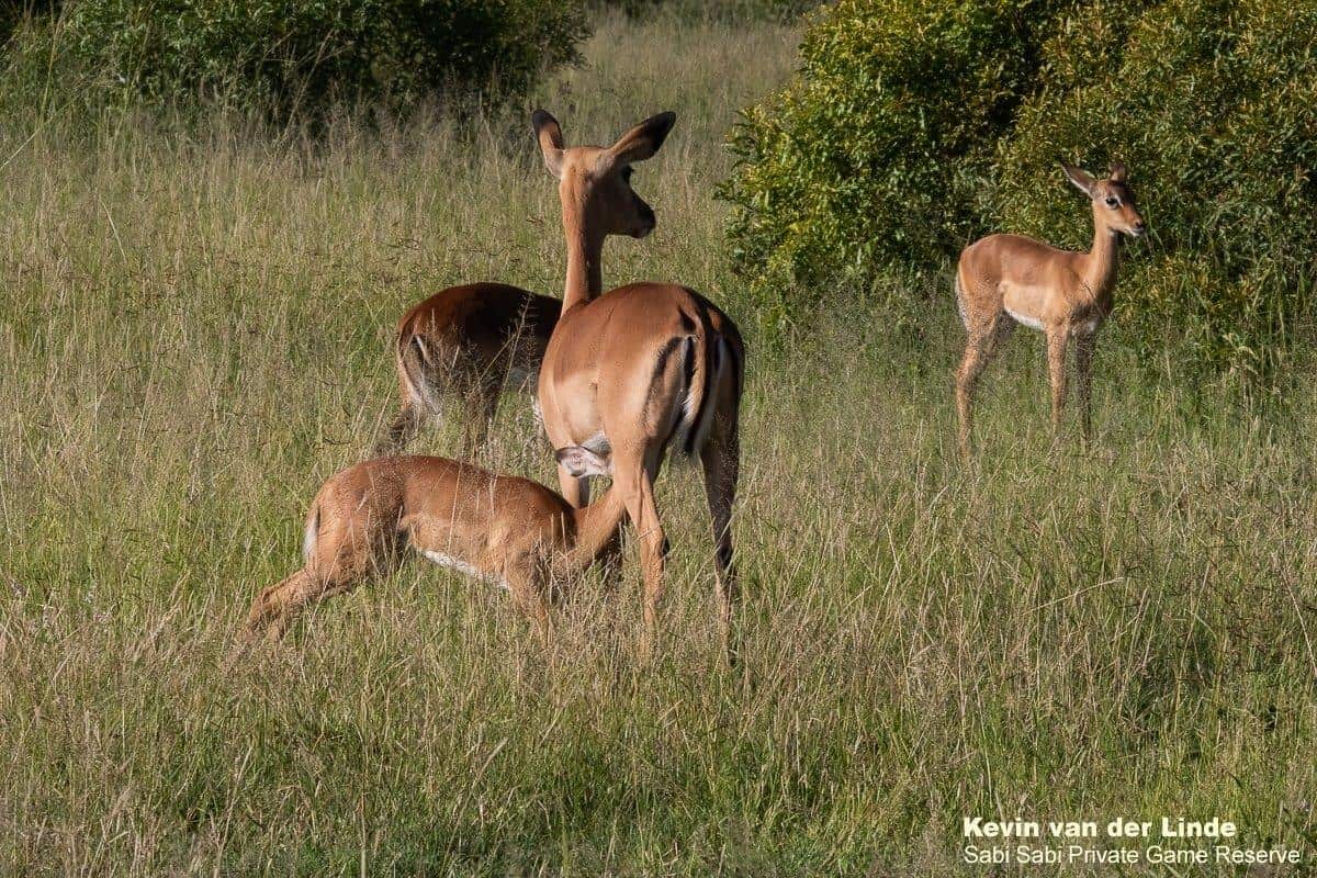 18Kevin Van Der Linde Impala 17022020 Final 18Kevin Van Der Linde Impala 17022020 Final