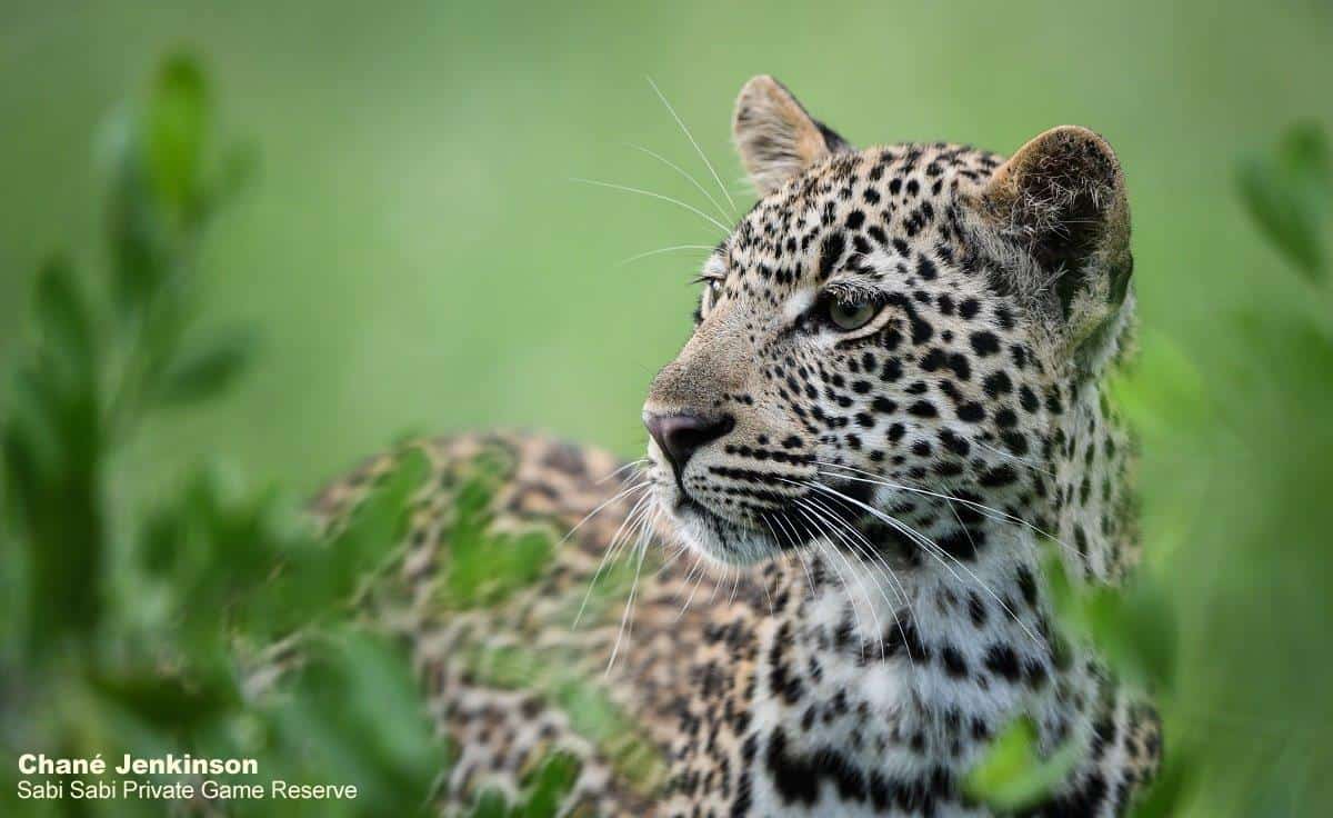 19Chane Jenkinson Scotias Cub Final