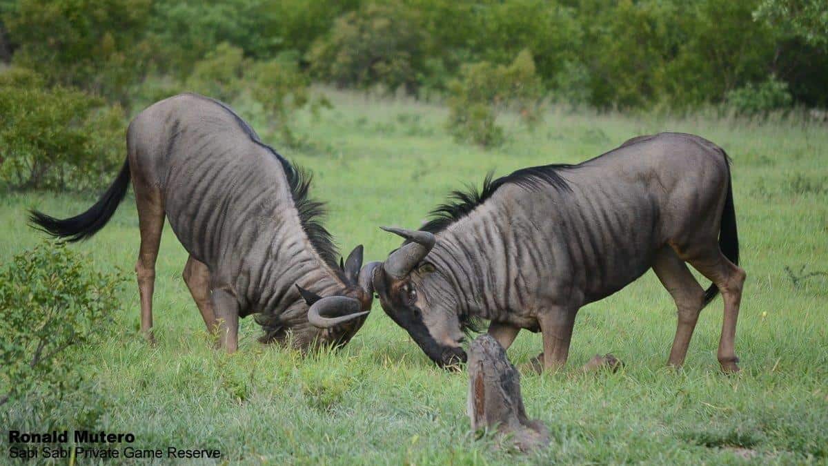 19Ronald Mutero Wildbeest 02012020  23 Final 19Ronald Mutero Wildbeest 02012020  23 Final