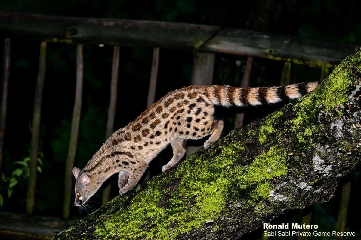 20Ronald Mutero Large Spotted Genet 12022020 9 Final 20Ronald Mutero Large Spotted Genet 12022020 9 Final