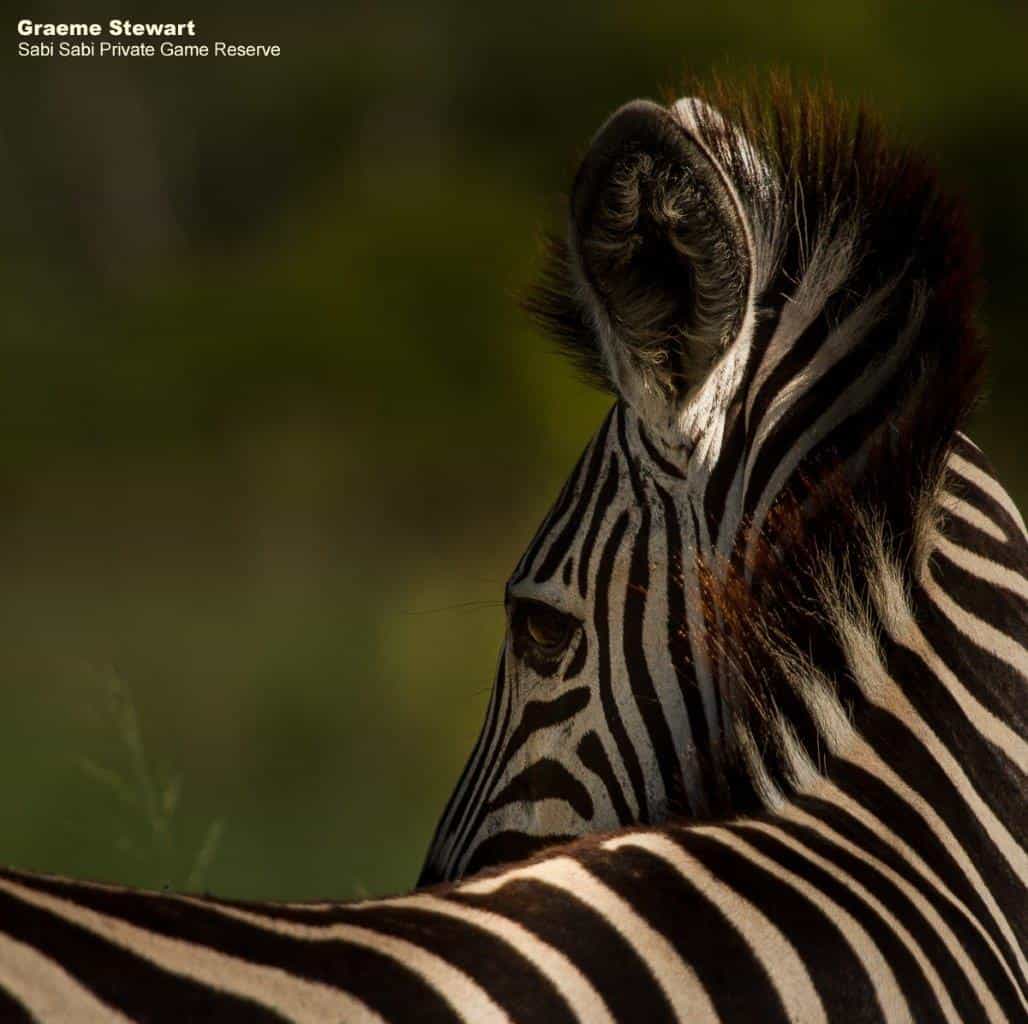 23Graeme Stewart Zebra 310120 Final 23Graeme Stewart Zebra 310120 Final