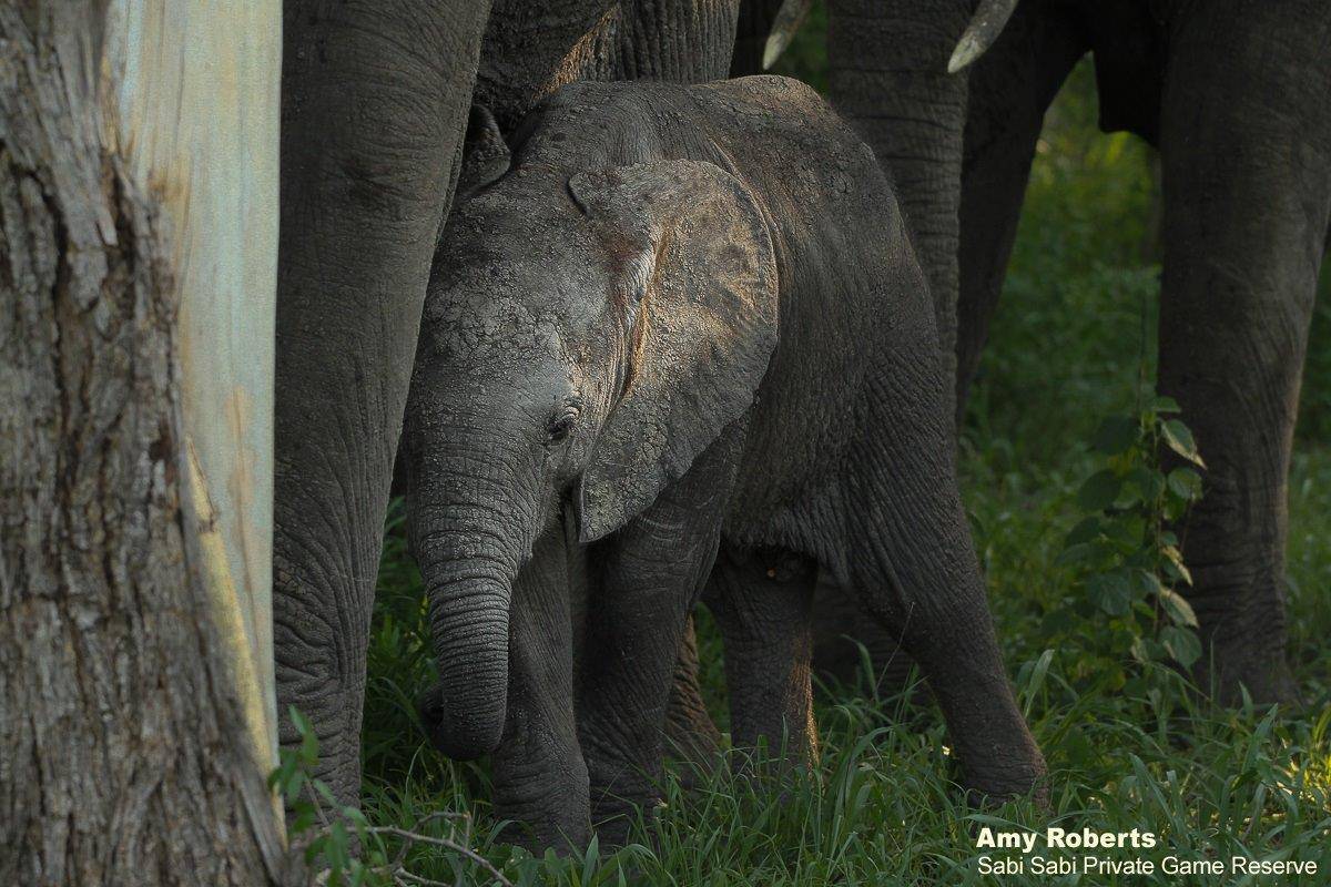 24Amy Roberts Baby Elephant 2 030220 Final 24Amy Roberts Baby Elephant 2 030220 Final