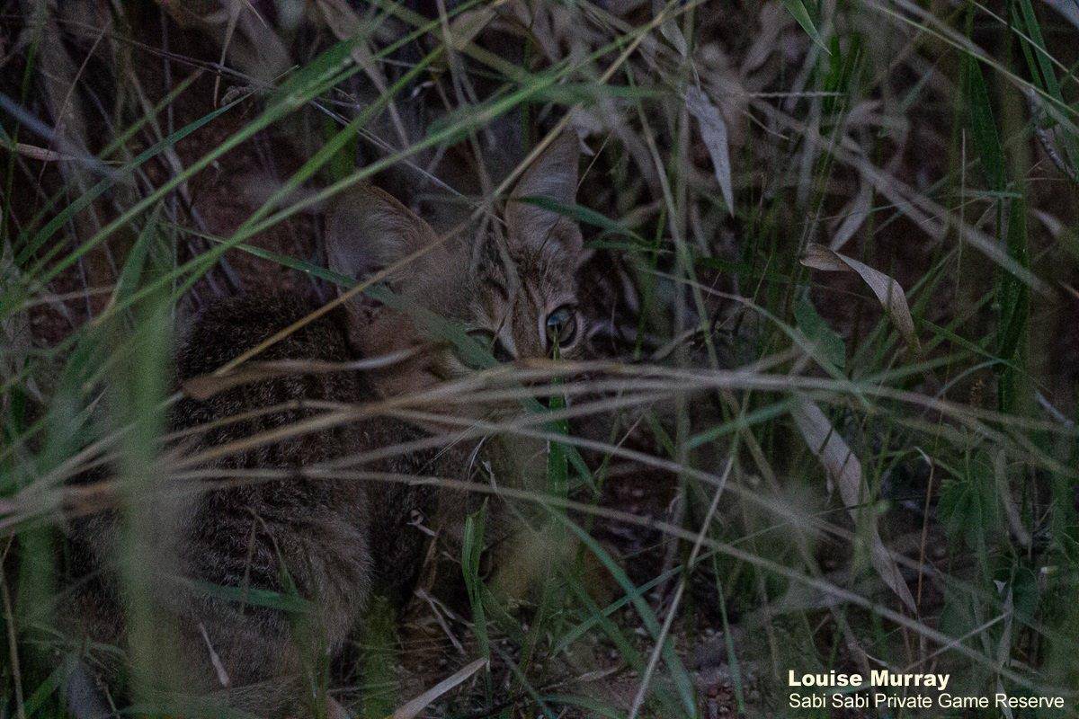 24Louise Murray Kitten 21022020 Final