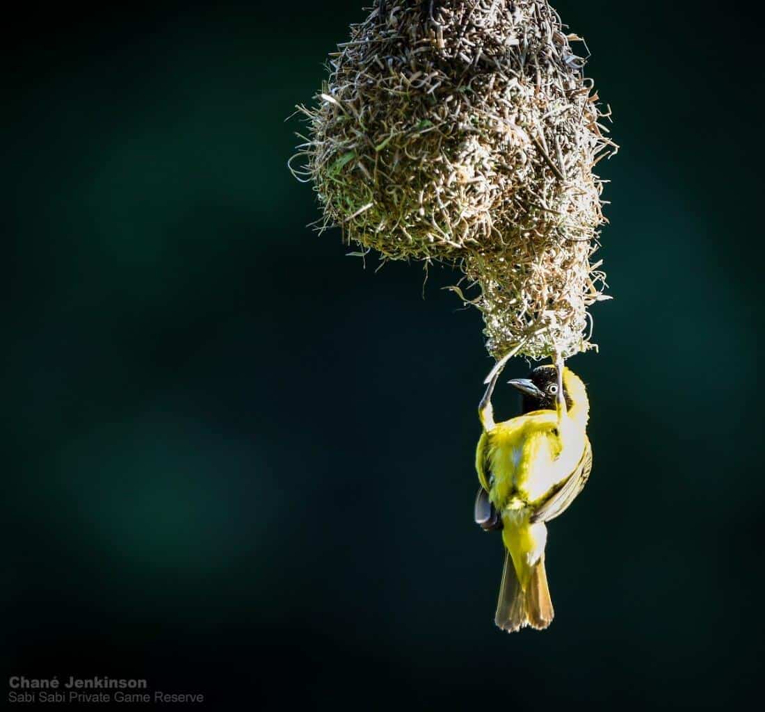 25Chane Jenkinson Lesser Masked Weaver Final 25Chane Jenkinson Lesser Masked Weaver Final