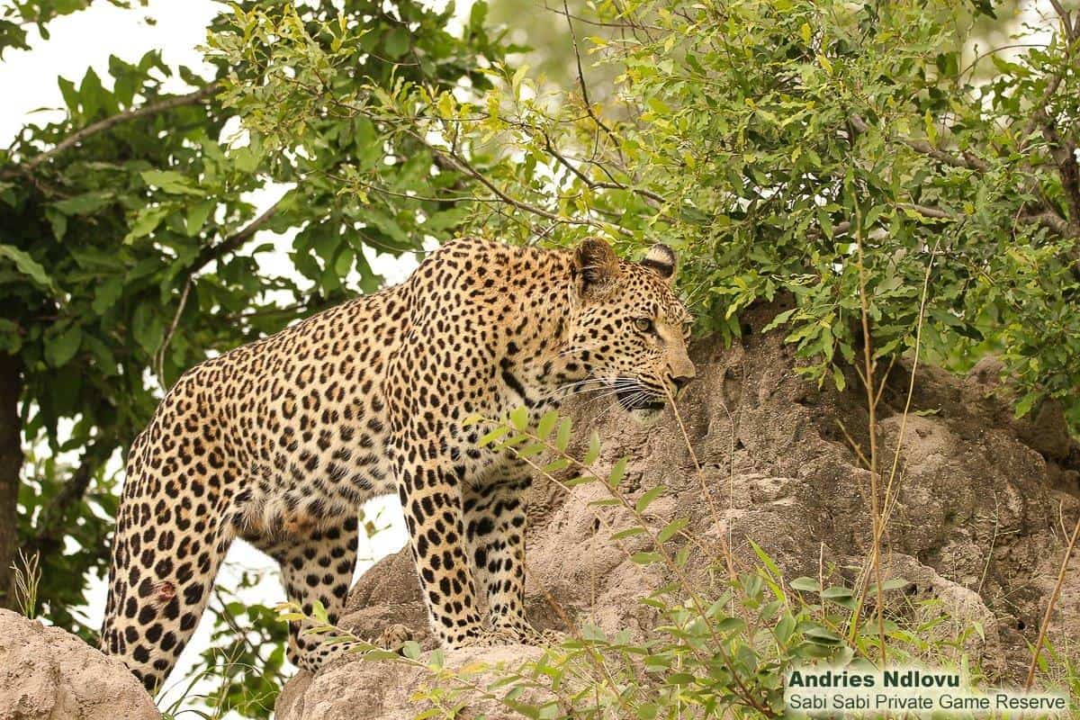 39andries Ndlovu Leopard.ntsumi 18.2.20 2 Final 39andries Ndlovu Leopard.ntsumi 18.2.20 2 Final