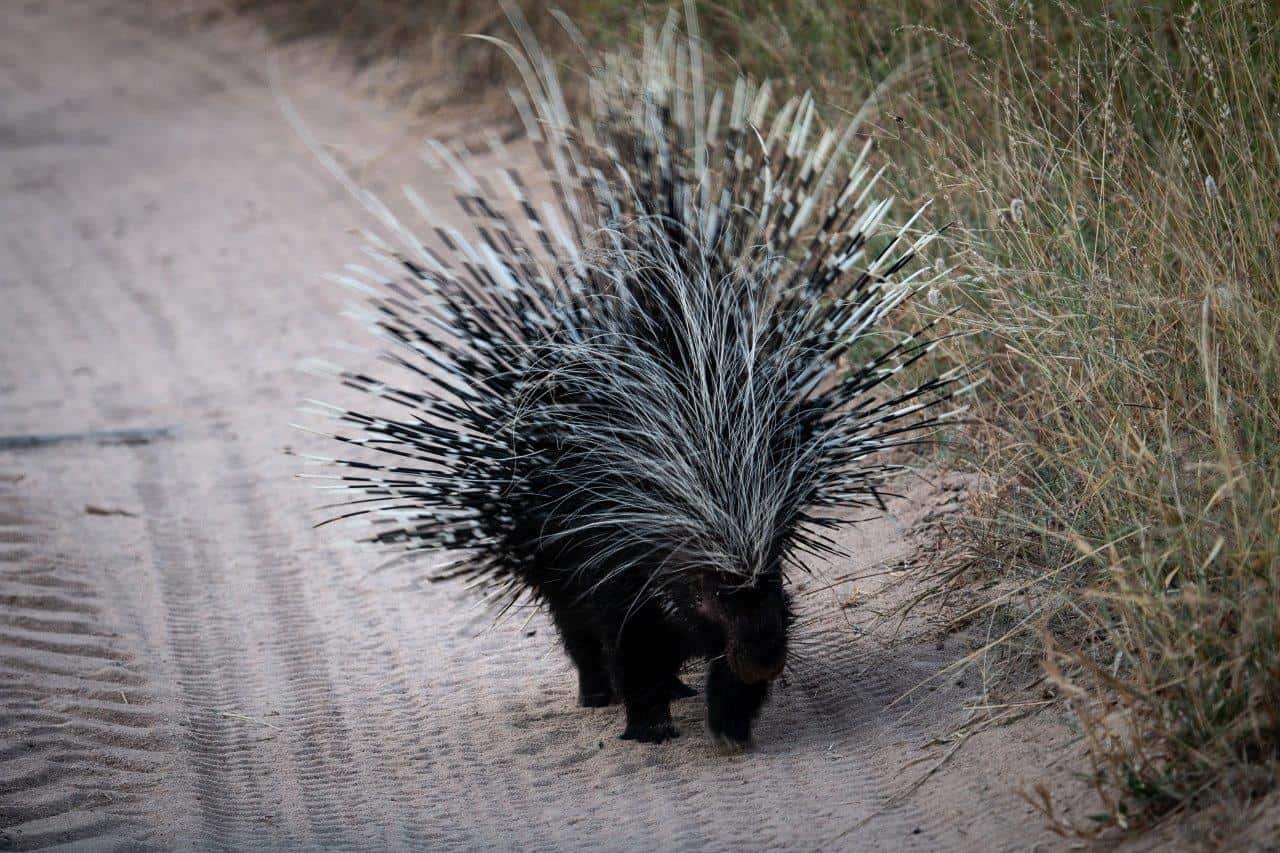 01Dr Michael Bougoulias Porcupine 01Dr Michael Bougoulias Porcupine